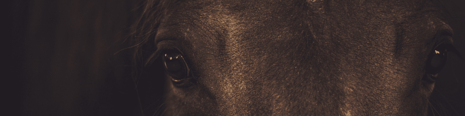 Equestrian websites for horse people